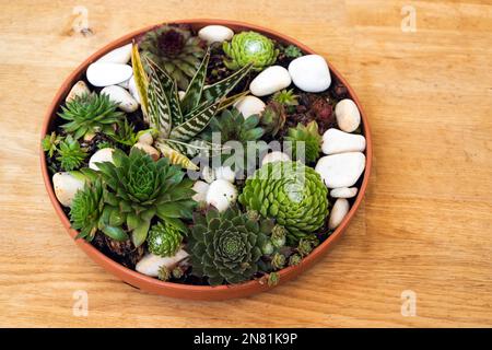 Verschiedene saftige Pflanzen wachsen in einem Topf, der auf einem Holztisch steht Stockfoto