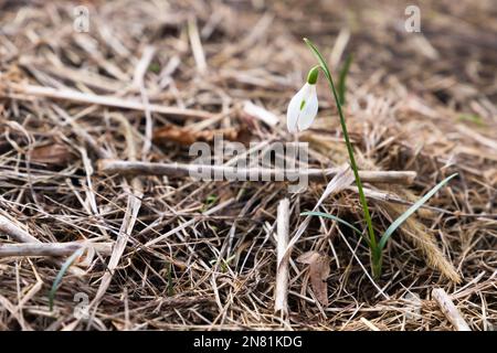 Erste Frühlingsblume, natürliches Makrofoto von Galanthus nivalis, bekannt als Schneefall oder gewöhnlicher Schneefall Stockfoto
