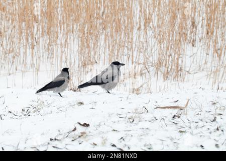 Zwei Kapuzenkrähen sind an der gefrorenen Seeküste. Corvus cornix Stockfoto