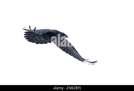 Raben Corvus Corax isoliert auf weißem Hintergrund im Flug über Ottawa, Kanada Stockfoto