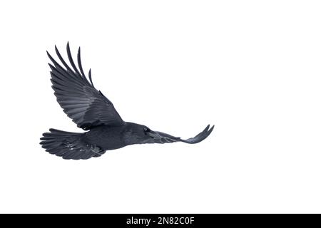 Raben Corvus Corax isoliert auf weißem Hintergrund im Flug über Ottawa, Kanada Stockfoto