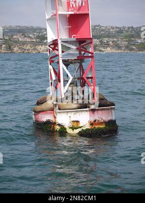 Kalifornische Seelöwen (Zalophus californianus) beim Sonnenbaden auf einer rot-weißen Boje vor Newport Beach im Mai 2015 Stockfoto