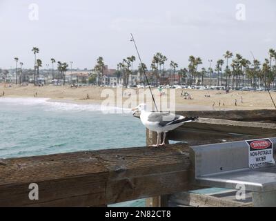 Eine Möwe beobachtet das Glück der Angler am Balboa Pier, 2015. Mai Stockfoto