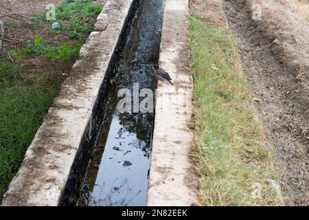 Wasserkanal für die Bewässerung des Feldbewässerungssystems im Dorf. Stockfoto