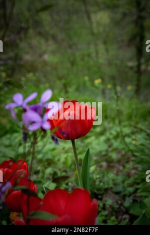 Rote Tulpen wachsen mitten im Wald, zusammen mit zufällig lila Blüten im april Stockfoto