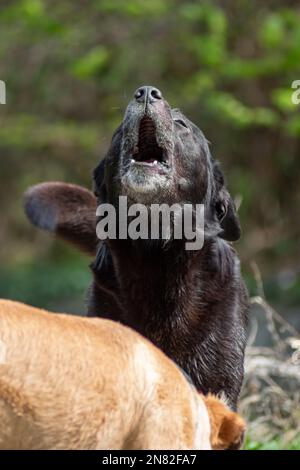 Schwarzer streunender Hund heult mitten in der Wildnis Stockfoto