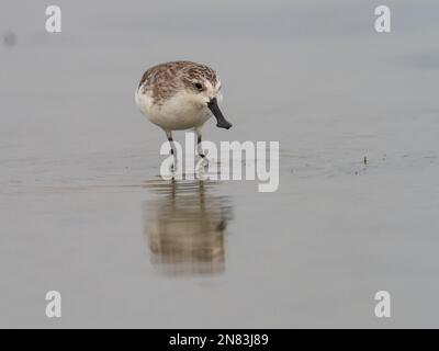 Löffelschnabel-Sandpiper, Calidris pygmaea, ein kritisch gefährdeter Küstenvogel aus der Nähe von Bangkok, Thailand Stockfoto