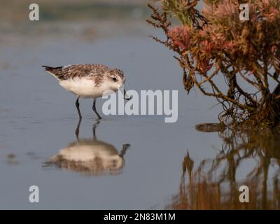 Löffelschnabel-Sandpiper, Calidris pygmaea, ein kritisch gefährdeter Küstenvogel aus der Nähe von Bangkok, Thailand Stockfoto