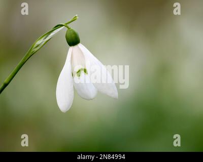 Nahaufnahme einer einzelnen Schneetropfenblume (Galanthus nivalis), isoliert vor einem unscharfen Hintergrund Stockfoto