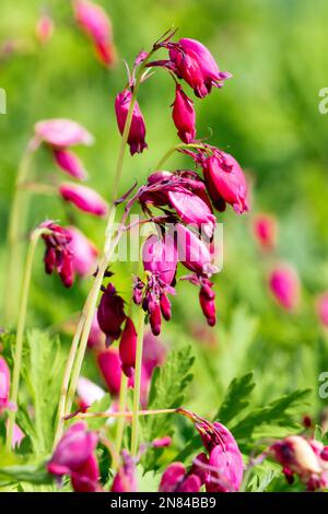 Blutendes Herz, Dicentra 'König der Herzen', Dicentra formosa, Fern Leaf blutendes Herz Blume, Lila, Blumen Stockfoto