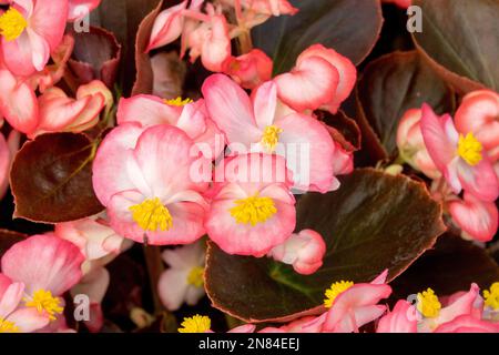 Wachs Begonia, Lachs, Farbe, Begonia semperflorens „Marsala Bicolor“, Pink, Blumen, faserige Begonia Stockfoto