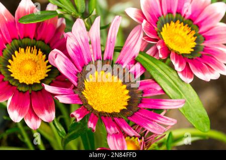 Gazania „Siesta Rose“, Gazania Rigens, Gazania Blume Nahaufnahme, Blumen, Rosa Farbe Gelb Mitte Stockfoto