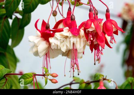 Fuchsia Swingtime, Fuchsia, White Red, Fuchsia hybrida, Fuchsias Stockfoto