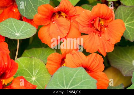 Nasturtium Tropaeolum majus „Kaiserin Victoria“ Stockfoto