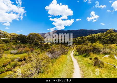 Die Wander- und Radwege entlang des Thredbo River in der Nähe von Bullocks Hut am Lake Crackenback, New South Wales, Australien Stockfoto