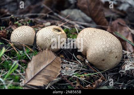 Common Earthball (Puffball) im Herbst Stockfoto