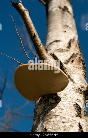 Birkenhalterpilz Stockfoto