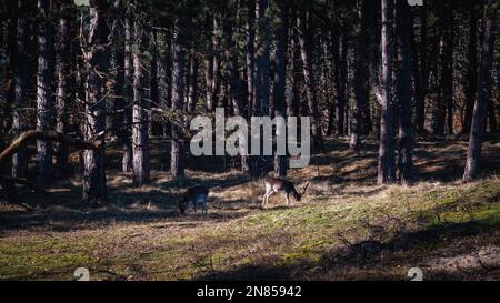 Zwei Stags grasen am Waldrand in der Sonne Stockfoto