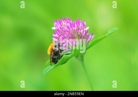 Eine zwielichtige Hummel sitzt auf einer rosa Kleeblume in Nahaufnahme auf einem unscharfen grünen Hintergrund Stockfoto