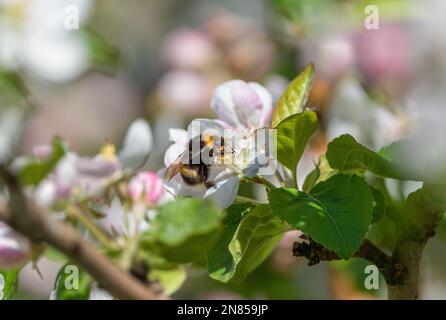 An einem sonnigen Frühlingsmorgen sitzt eine zottelige Hummel auf der Blume eines blühenden Apfelbaums, sammelt Nektar und bestäubt Pflanzen Stockfoto