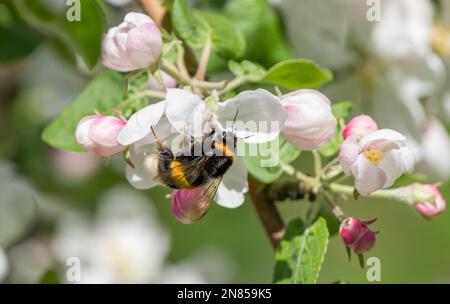 An einem sonnigen Frühlingsmorgen sitzt eine zottelige Hummel auf der Blume eines blühenden Apfelbaums, sammelt Nektar und bestäubt Pflanzen Stockfoto