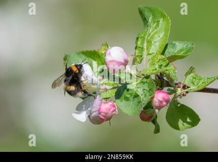 An einem sonnigen Frühlingsmorgen sitzt eine zottelige Hummel auf der Blume eines blühenden Apfelbaums und sammelt Nektar und bestäubende Pflanzen aus nächster Nähe Stockfoto