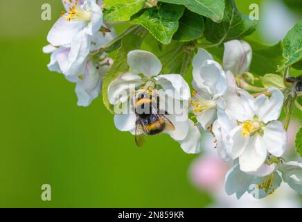 An einem sonnigen Frühlingsmorgen sitzt eine zottelige Hummel auf der Blume eines blühenden Apfelbaums, sammelt Nektar und bestäubt Pflanzen Stockfoto