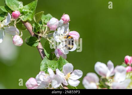 An einem sonnigen Frühlingsmorgen sitzt eine zottelige Hummel auf der Blume eines blühenden Apfelbaums, sammelt Nektar und bestäubt Pflanzen Stockfoto