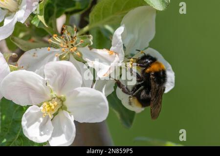 An einem sonnigen Frühlingsmorgen sitzt eine zottelige Hummel auf der Blume eines blühenden Apfelbaums und sammelt Nektar und bestäubende Pflanzen aus nächster Nähe Stockfoto