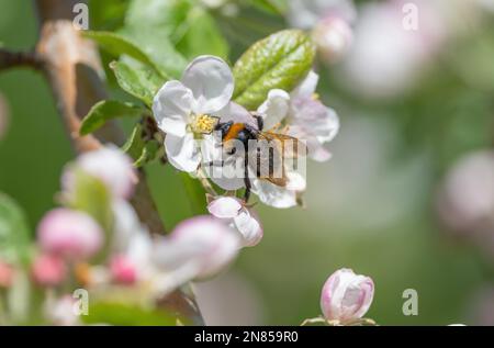 An einem sonnigen Frühlingsmorgen sitzt eine zottelige Hummel auf der Blume eines blühenden Apfelbaums, sammelt Nektar und bestäubt Pflanzen Stockfoto