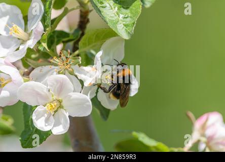 An einem sonnigen Frühlingsmorgen sitzt eine zottelige Hummel auf der Blume eines blühenden Apfelbaums, sammelt Nektar und bestäubt Pflanzen Stockfoto