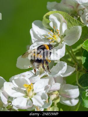 An einem sonnigen Frühlingsmorgen sitzt eine zottelige Hummel auf der Blume eines blühenden Apfelbaums, sammelt Nektar und bestäubt Pflanzen Stockfoto