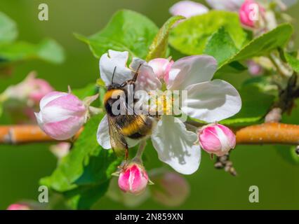 An einem sonnigen Frühlingsmorgen sitzt eine zottelige Hummel auf der Blume eines blühenden Apfelbaums und sammelt Nektar und bestäubende Pflanzen aus nächster Nähe Stockfoto