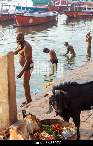 Varanasi, Uttar Pradesh, Indien, indische Pilger, die eine Abreinigung machen und eine schwarze Kuh essen. Stockfoto