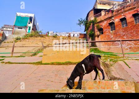 Varanasi, Uttar Pradesh, Indien, Eine schwarze Ziege, die auf der Treppe vor einem Ghat steht Stockfoto