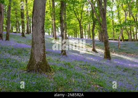 Masse der Frühlingsbluebells in Laubwäldern bei Harlech in Nordwales, Großbritannien. Stockfoto