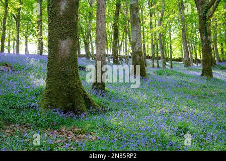 Masse der Frühlingsbluebells in Laubwäldern bei Harlech in Nordwales, Großbritannien. Stockfoto