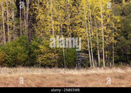 Jagd Kanzel, Turm, versteckt im Wald. Ackerland fallen diesseits, Herbst. Einige Espe Bäume im Hintergrund. Stockfoto