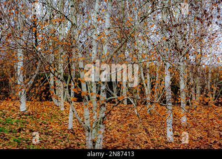 Panoramablick auf Venaria reale Gärten in der Herbstsaison - Turin, Piemont Region in Norditalien - Europa Stockfoto