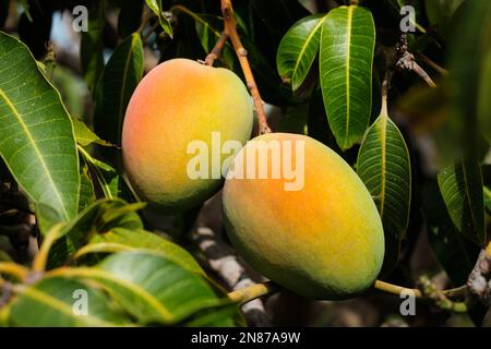 Mongo Frucht am Baum - mongo Früchte Stockfoto