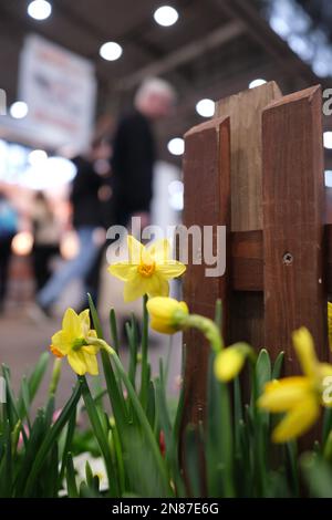 Leipzig, Deutschland. 11. Februar 2023. Blumenbeete in einer Halle der Messe 'House-Garden-Friday'. Nach einer zweijährigen Pause, die öffentliche Messe von 11,02. To, 19.02.2023 erwarten wieder ihre Gäste. Kredit: Sebastian Willnow/dpa/Alamy Live News Stockfoto