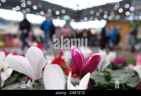 Leipzig, Deutschland. 11. Februar 2023. Cyclamen blühen in einer Halle der Messe 'House-Garden-Friday'. Nach einer zweijährigen Pause, die öffentliche Messe von 11,02. Bis 19.02.2023 erwarten ihre Gäste wieder. Kredit: Sebastian Willnow/dpa/Alamy Live News Stockfoto