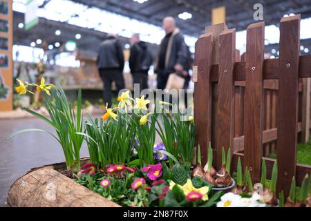 Leipzig, Deutschland. 11. Februar 2023. Blumenbeete in einer Halle der Messe 'House-Garden-Friday'. Nach einer zweijährigen Pause, die öffentliche Messe von 11,02. To, 19.02.2023 erwarten wieder ihre Gäste. Kredit: Sebastian Willnow/dpa/Alamy Live News Stockfoto