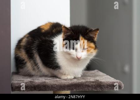 Porträt einer Calico Katze zu Hause. Calico katzen sind katzen mit einem beschmutzt oder particolored Mantel, die vorwiegend weiß, mit Patches von zwei o Stockfoto