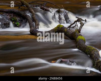Ein gefallener Baum in der Strömung. Der Tanew-Fluss. Naturschutzgebiet Szumy nad Tawia. Stockfoto