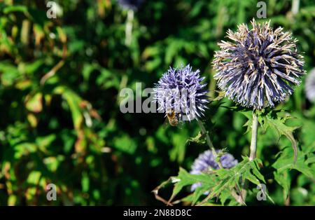 Riesige Zwiebel (Allium Giganteum) blühen in einem Garten auf grünem Hintergrund Stockfoto