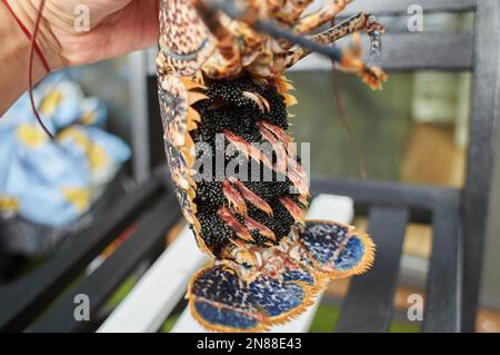 Hummerschmiermittel, roh, mit isoliertem schwarzen Kaviar Stockfoto