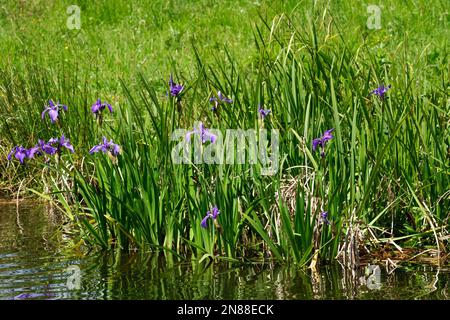 Wild Iris Blume in der Natur, Irland Stockfoto
