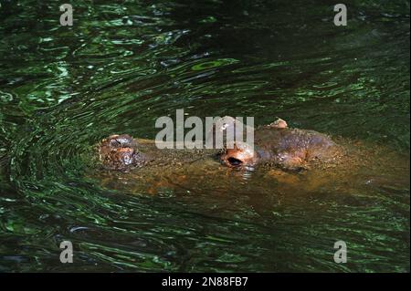 Nilpferd oder Nilpferd im Wasser. Porträt Nahaufnahme Stockfoto