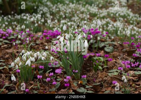 Wintervorstellung von eingeborenen Schneeglöckchen, galanthus nivalis und magentafarbenem Cyclamen, der im Februar durch Laubstreu in einem britischen Garten wächst Stockfoto